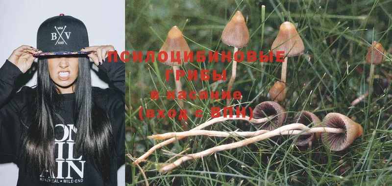 Псилоцибиновые грибы Psilocybine cubensis  OMG сайт  Артёмовский 